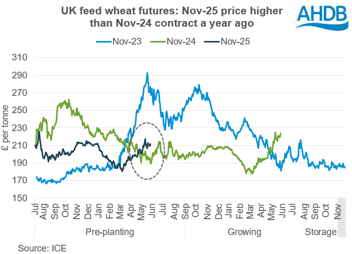 A graph showing UK feed wheat futures Nov-25 price higher than Nov-24 contract a year ago.